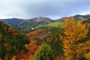 University Forest in Taxiarchis